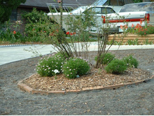 aaaa 2002 04-15 pictures in yard (5).jpg