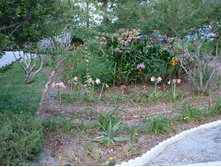 aaaa 2002 04-15 pictures in yard (12).jpg
