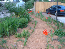 aaaa 2002 04-15 pictures in yard (15).jpg