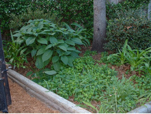 aaaa 2002 04-15 pictures in yard (19).jpg