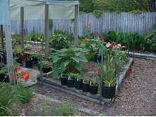 aaaa 2002 04-15 pictures in yard (31).jpg