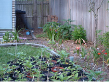 aaaa 2002 04-15 pictures in yard (35).jpg