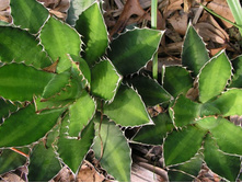 Agave Lopantha (2).jpg