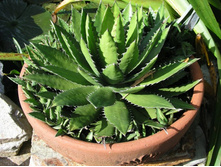 Agave Lopantha (4).JPG