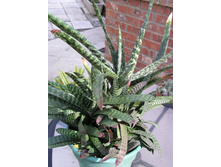 Aloe, Gasteria Acinacifolia (1).jpg