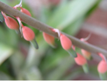 Aloe, Gasteria Acinacifolia (2).jpg