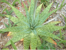 Aloe, saponaria - Star Aloe (3).jpg