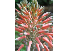 Aloe, saponaria - Star Aloe (4).jpg