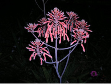 Aloe, saponaria - Star Aloe (5).jpg