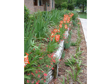 Amaryllis Red with White Star #2 (2).jpg