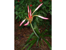Crinum Alamo Village (1).jpg