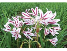 Crinum Alfa - Perry photo 01.jpg