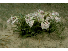 Crinum Alfa - Talisman crinum in a field - Dave Lehmiller photo02.jpg