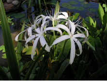 Crinum Americanum mature bulb in my pond.jpg