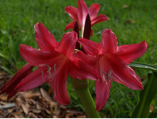 Crinum Lorraine Clark - Alani Davis photo (2).jpg