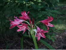 Crinum Lorraine Clark  with white streaks - Alani Davis photo (4).JPG