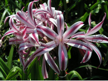 Crinum baconii Maurine Spinks (4).jpg