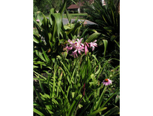 Crinum baconii Maurine Spinks (3).jpg
