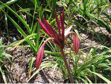 Crinum baconii Maurine Spinks (2).jpg