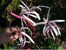 Crinum Procerum red-leaved #03 (1).jpg