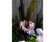 Crinum Procerum red-leaved #03 (2).jpg