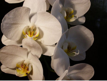 ��� \"�������\"))