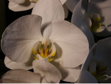 ������ �����������