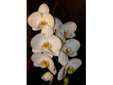 ������ �����������