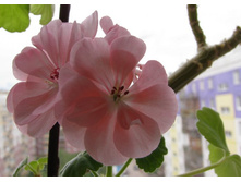 IMG_1015-������� ������.jpg