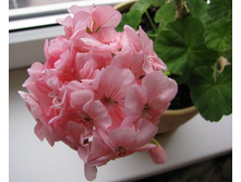 IMG_1020-������ �����.jpg