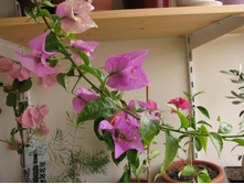 IMG_1047-������� �����.jpg