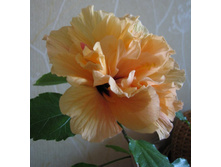 IMG_0851-��� ������� ������� ������.jpg