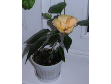 IMG_9277-������ ���� ������ ��������.jpg