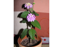 IMG_0768-������ �������� �������.jpg