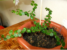 ������������� ����������. (������ �������� ��������?)