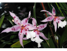 IMG_9795-������ � �����..jpg