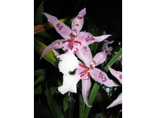 IMG_9801-���� ������..jpg