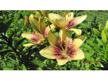 ����� 5.jpg