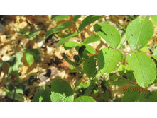 �������� ���������.jpg