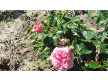 4 ������ 2.jpg