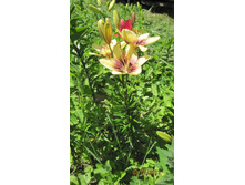 ����� 1.jpg