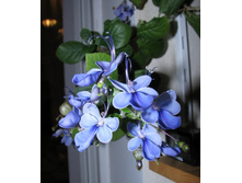 ������������ �����������