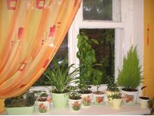 ���� ���