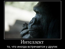 1298477544_intellekt.jpg