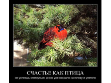 1298748746_9vspgk1q99vg.jpg