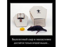 1299676264_8rkapyneqg8w.jpg