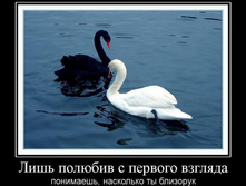 1300052516_1lish-polyubiv-s-pervogo-vzglyada.jpeg