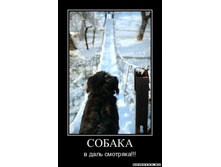 1300052637_11298396730-sobaka.jpeg