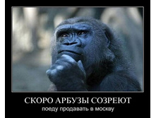 1306956479_h37gob1rb0xd.jpg