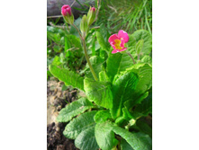 �������, �������� �� ����� ����